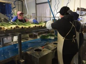 Leek Packing - Trimming