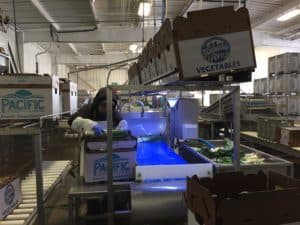 Leek Packing - Packing Step