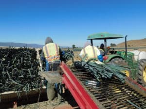 Leek Harvesting - Packing Bins