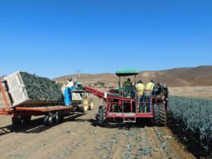 Leek Harvesting - Machine Harvest