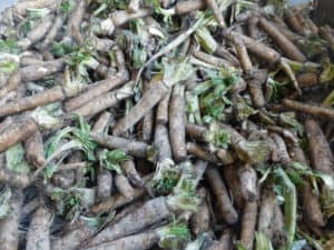 Chicory Root - Used for Belgian Endive Growing