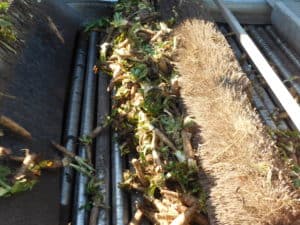 Chicory Root - Sorting Upon Arrival at the Facility