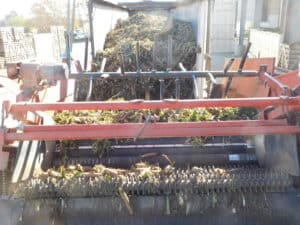 Chicory Root - Arriving at the Facility