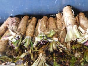 Belgian Endive - Growing Trays