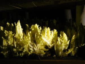 Growing Coraline