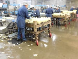 Belgian Endive Harvesting