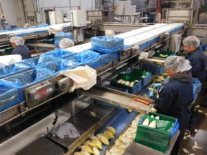 Belgian Endive Packing