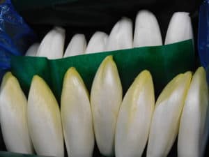 Belgian Endive Packing - Bulk Pack