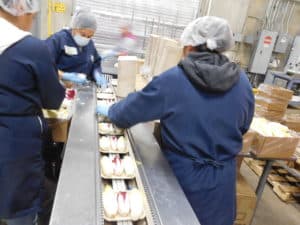 Belgian Endive Packing - Retail Pack