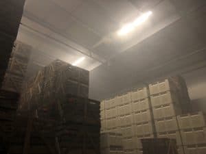 Belgian Endive - 28Â°F Cold Storage Rooms