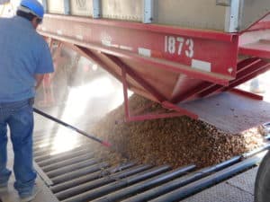 Almond Hulling - Arrival at the Facility