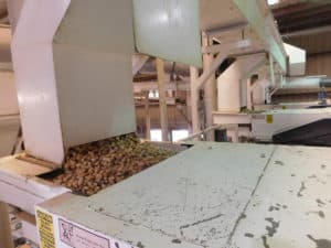 Almond Hulling