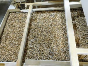 Almond Hulling