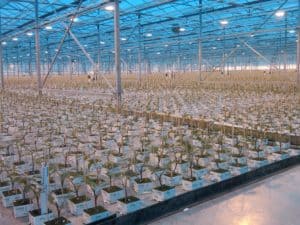 Greenhouse Growing - Propagation