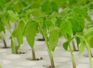 Greenhouse Growing - Grafted Seedlings