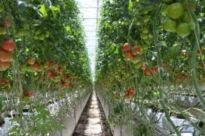 Greenhouse Growing - Truss Pruning