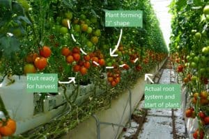Greenhouse Growing - J Shape Growing