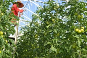 Greenhouse Growing - Lowering Plants
