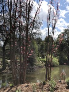 UC Davis Arboretum - Spring Blossoming Plants