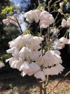 UC Davis Arboretum - Spring Blossoming Plants