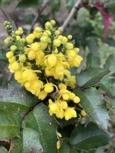 Compact Oregon Grape