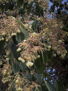 UC Davis Arboretum - Spring Blossoming Plants