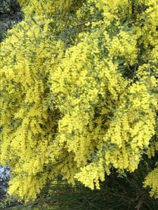 Snowy River Wattle