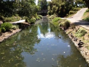 UC Davis Arboretum - Waterway 2013