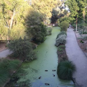 UC Davis Arboretum - Waterway 2015 - Green Algae