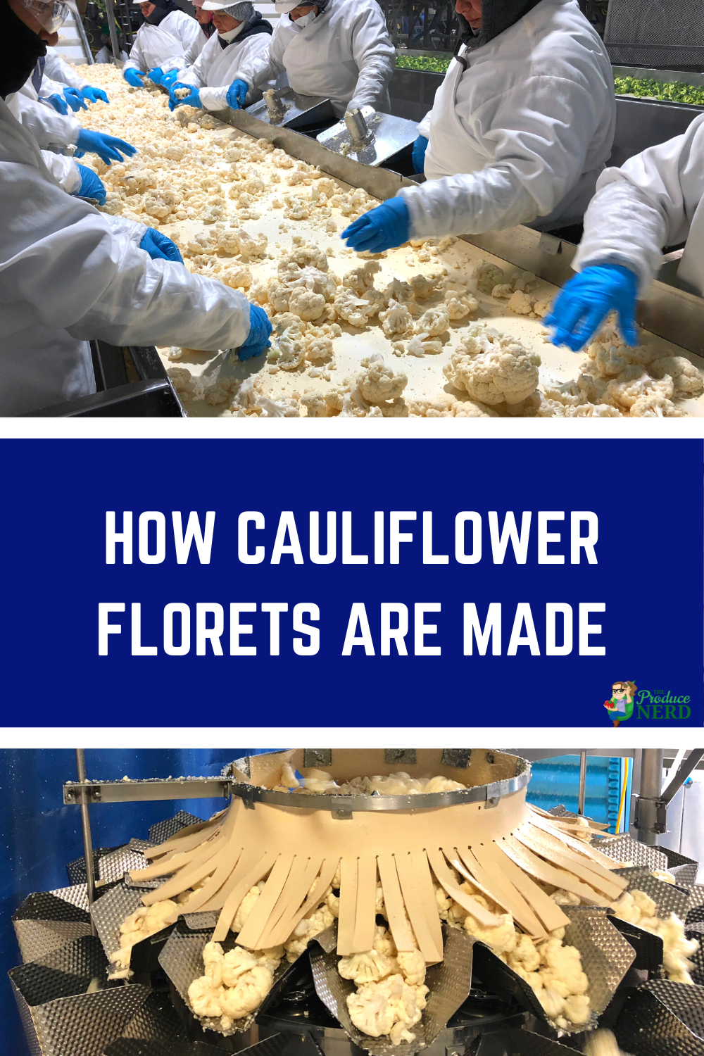 Read more about the article Cauliflower Processing – Creating Cauliflower Florets