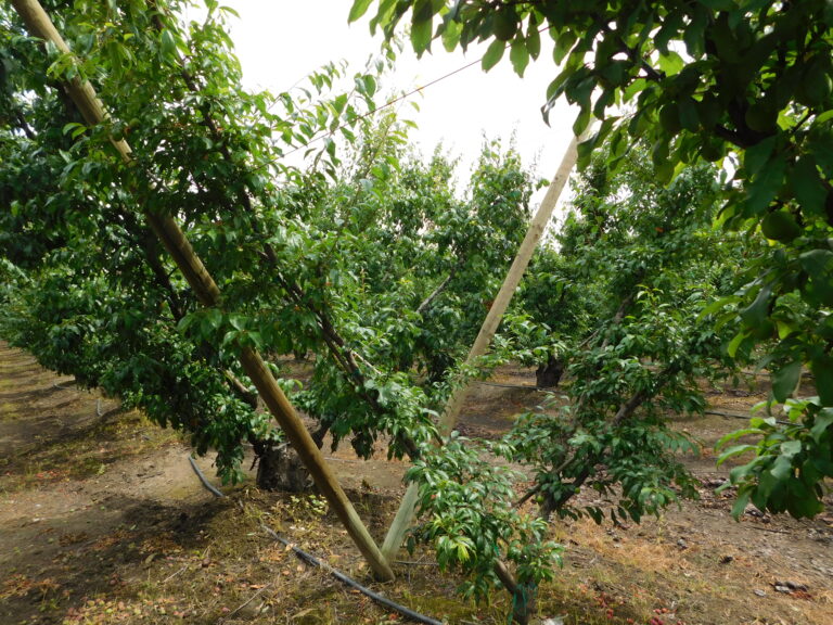 Verry Cherry Plum Tree