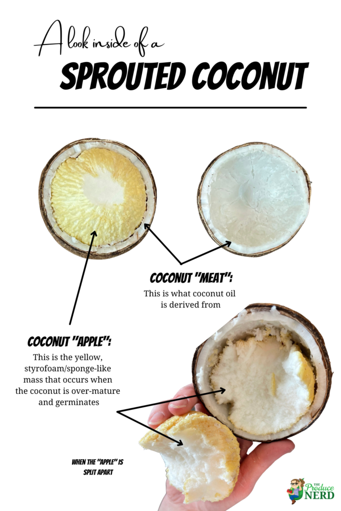 Sprouted Coconut What Is It How To Open It What Does It Taste Like Sprouted Coconut What Is It How To Open It What Does It Taste Like