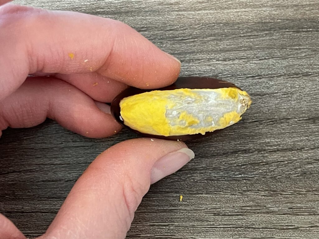 Egg Fruit Seeds
