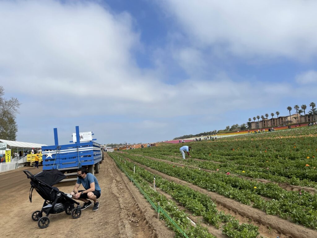 The Flower Fields Carlsbad