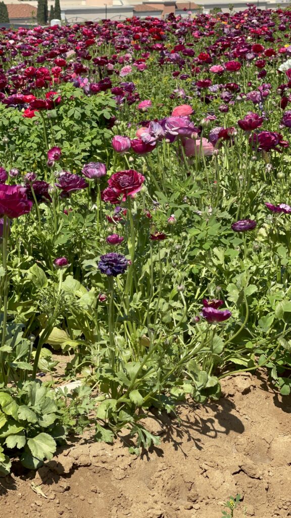 The Flower Fields Carlsbad - Purple Flowers