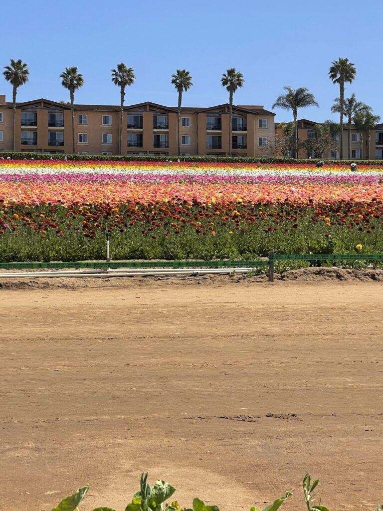 The Flower Fields Carlsbad