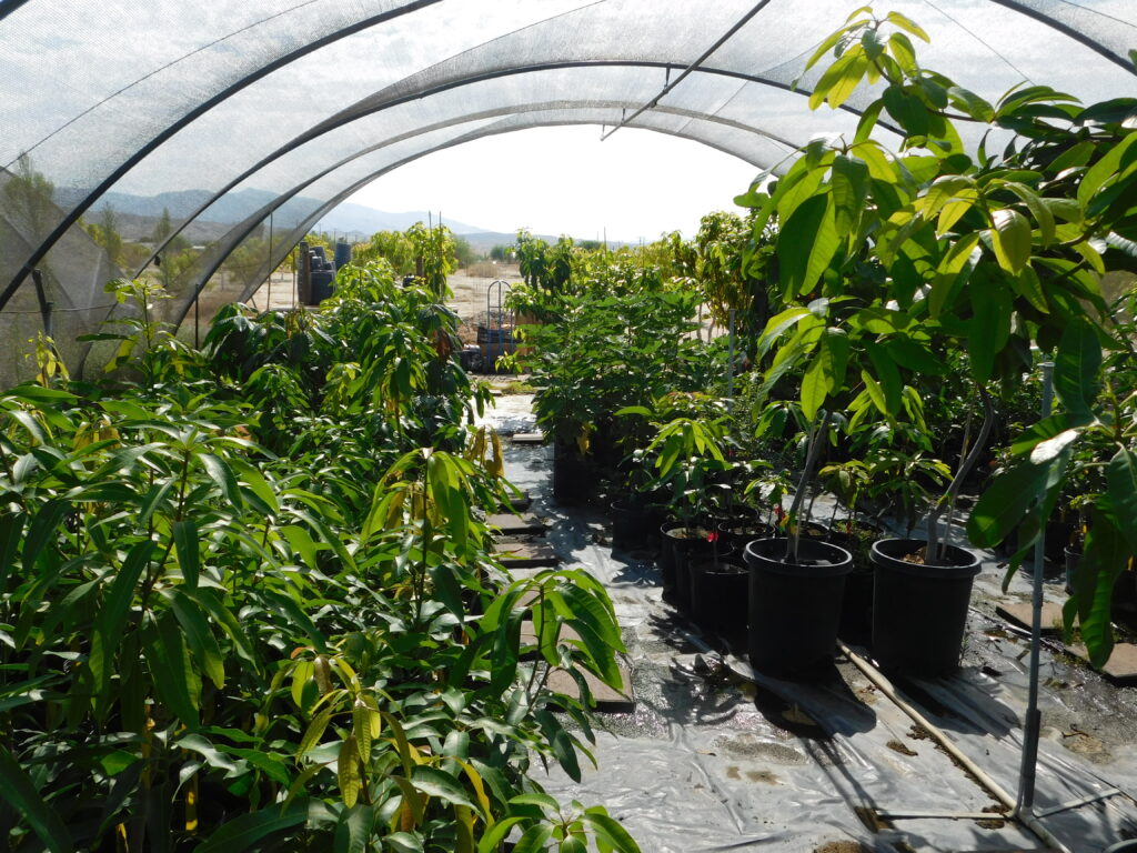 Mango Greenhouse