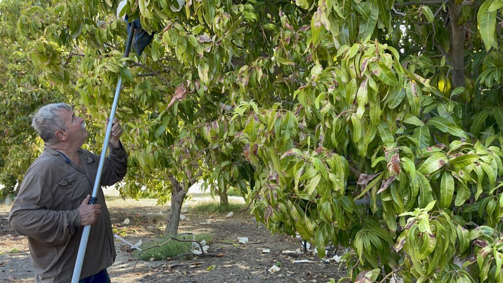 Harvesting Mangoes