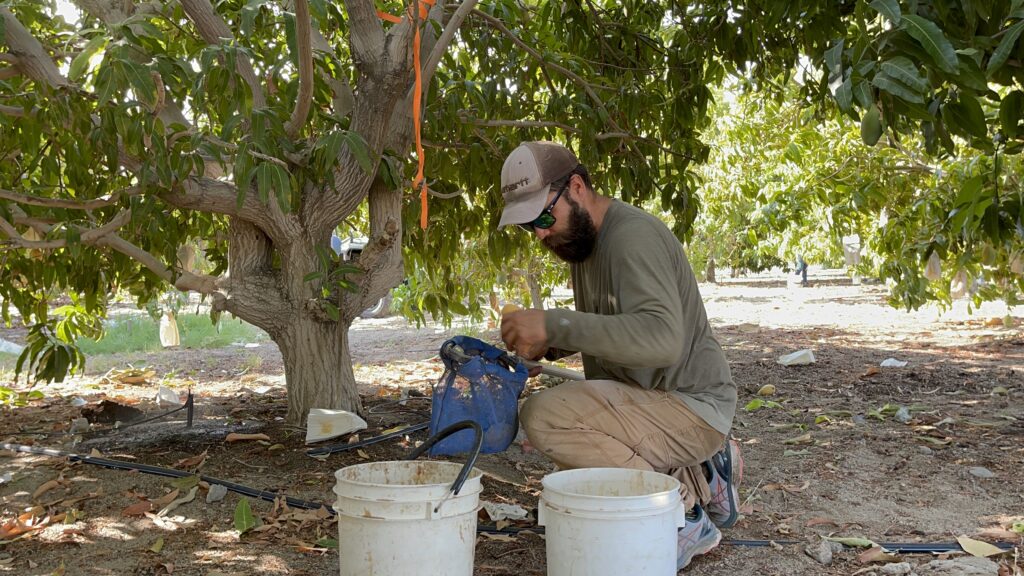 Harvesting Mangoes