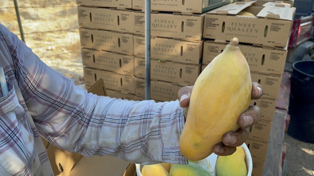 Freshly Harvested Mangoes