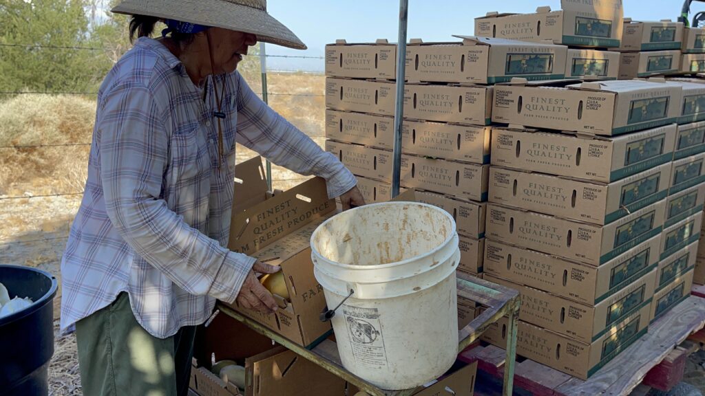 Mango Packing