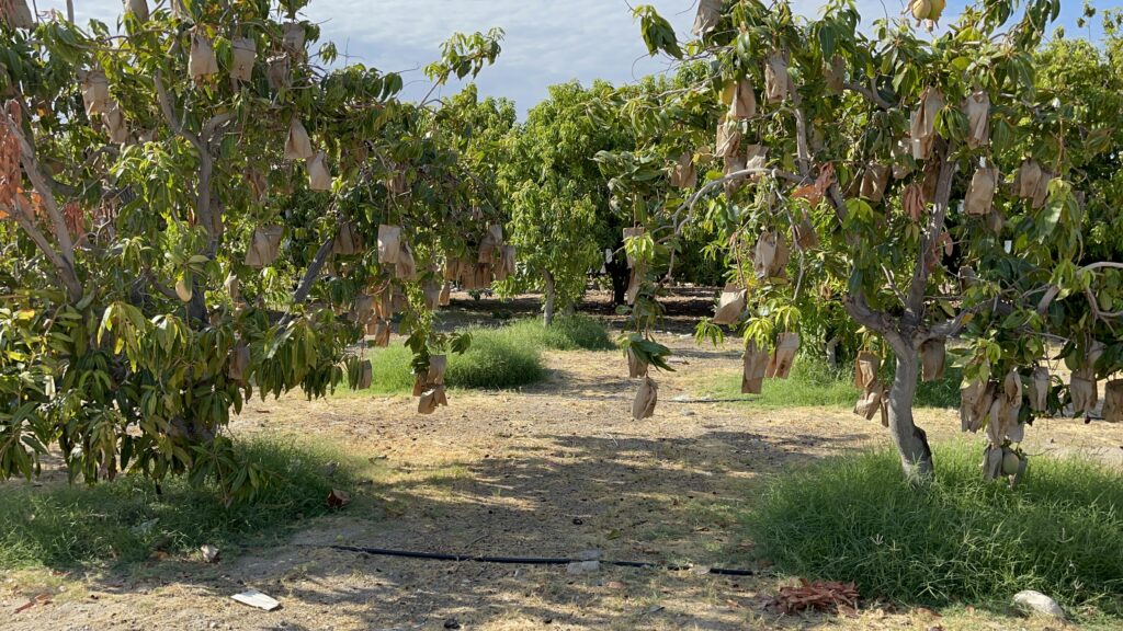 Growing Valencia Pride Mangoes in California's desert heat