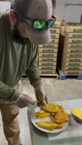 Mango Tasting at Wong Farms