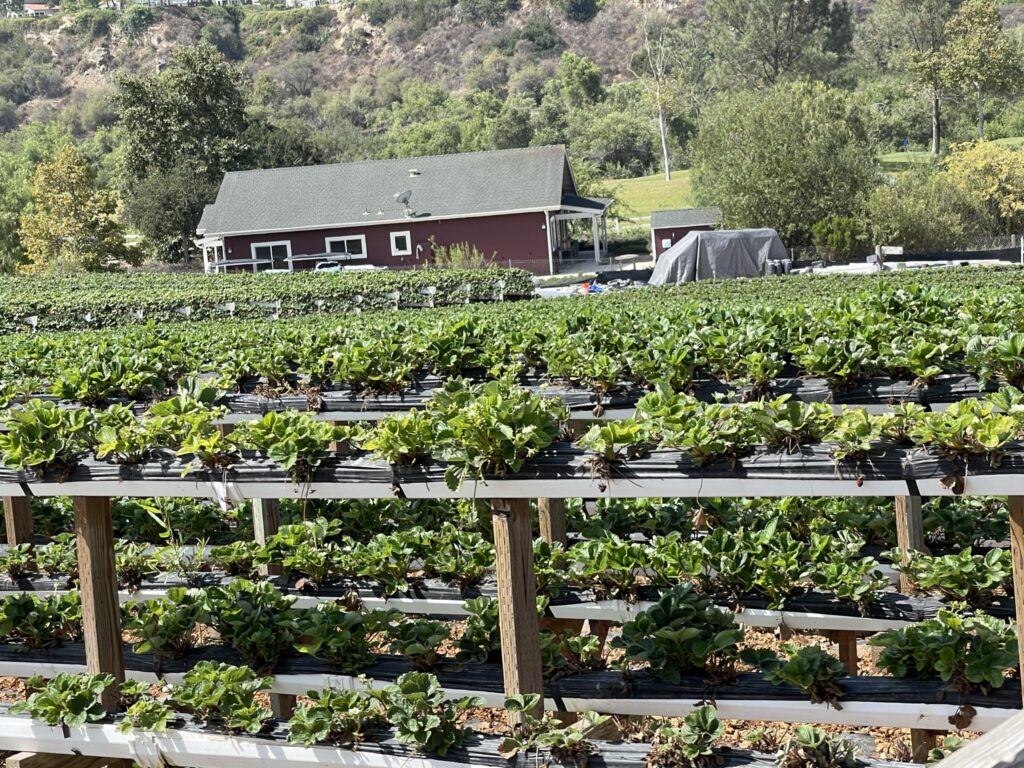 Hydroponically Grown Strawberries