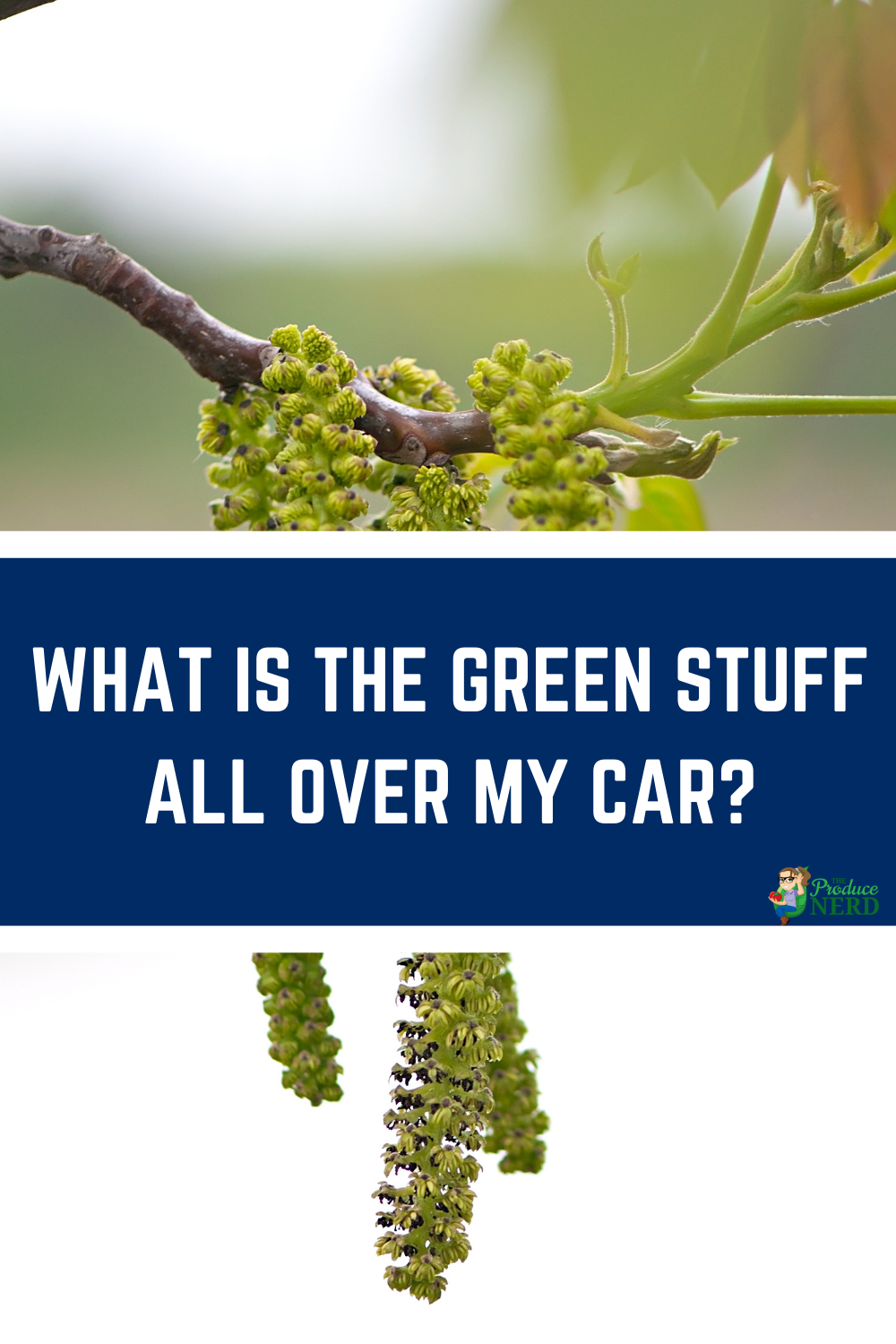 Read more about the article What is the Green Stuff All Over My Car?