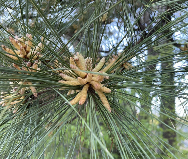 flowers that cause green pollen on car