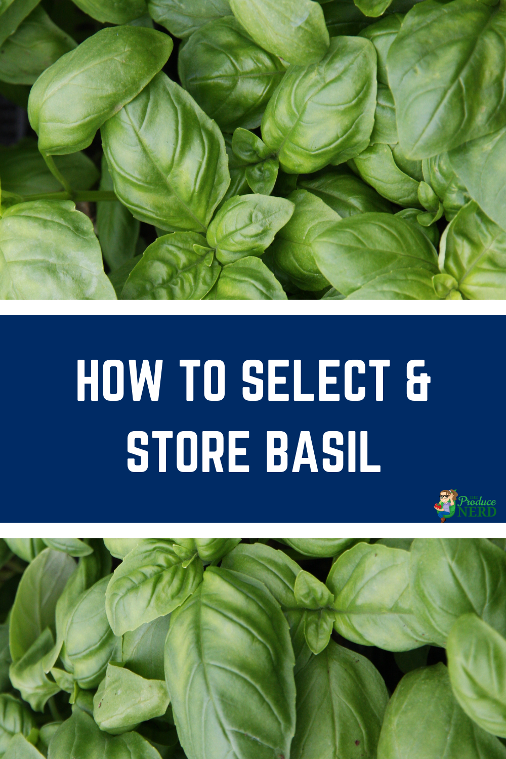 Read more about the article How to Select & Store Basil