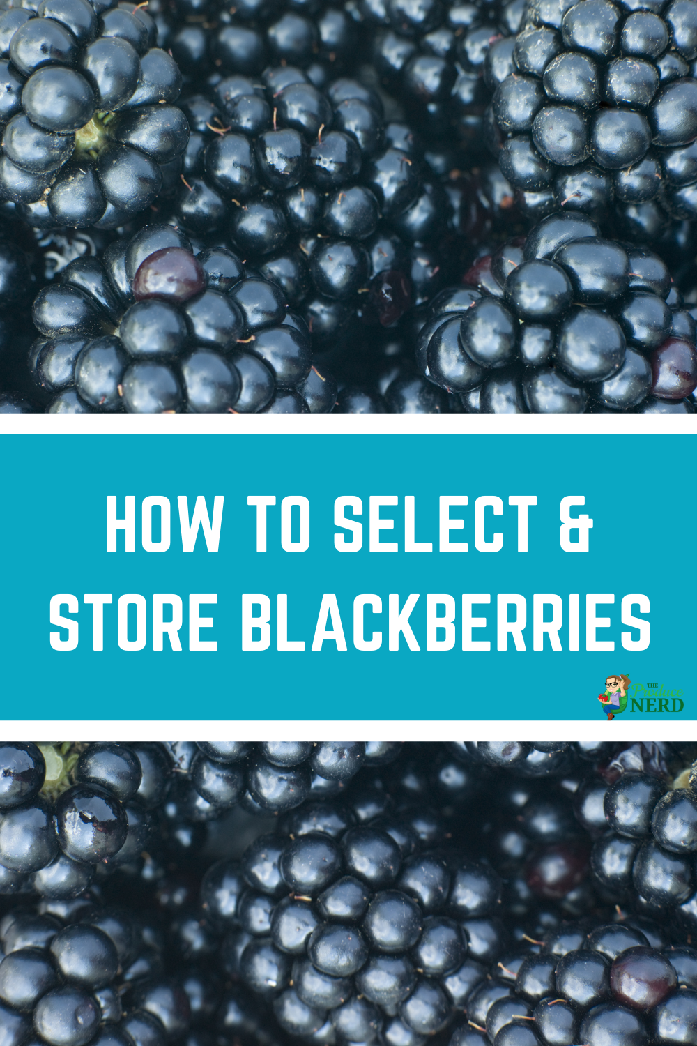 Read more about the article How to Select & Store Blackberries