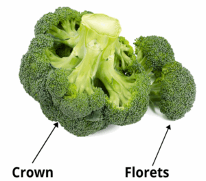 broccoli crown and broccoli head