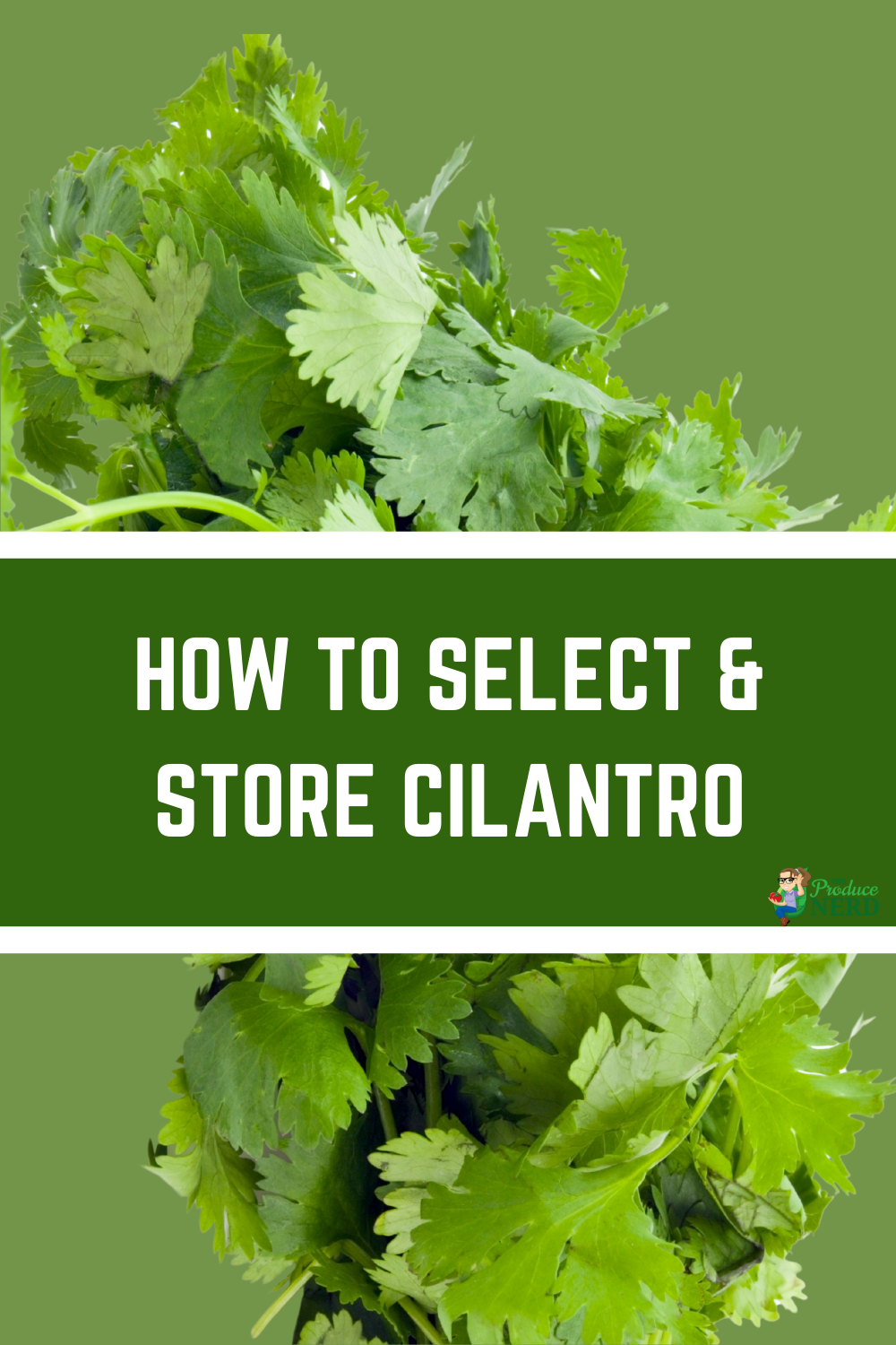 Read more about the article How to Select & Store Cilantro
